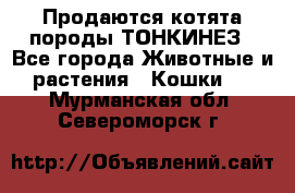 Продаются котята породы ТОНКИНЕЗ - Все города Животные и растения » Кошки   . Мурманская обл.,Североморск г.